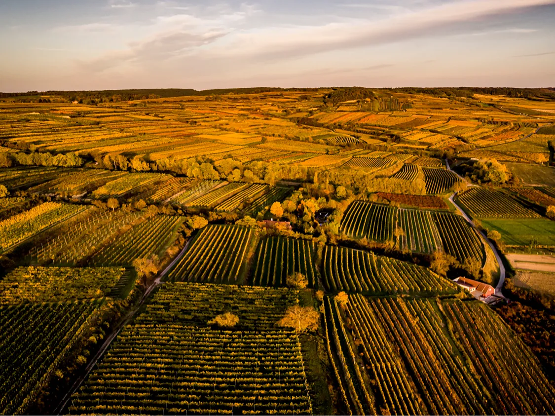 Weinpassion für Österreich.