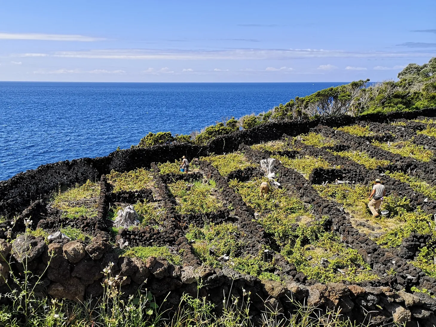 Azoren und Madeira: Portugals einzigartige Inselweine. 