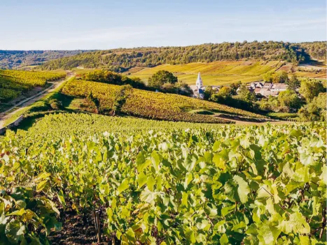 Burgund 2021: Rarer und wunderschön klassischer Burgund-Jahrgang.