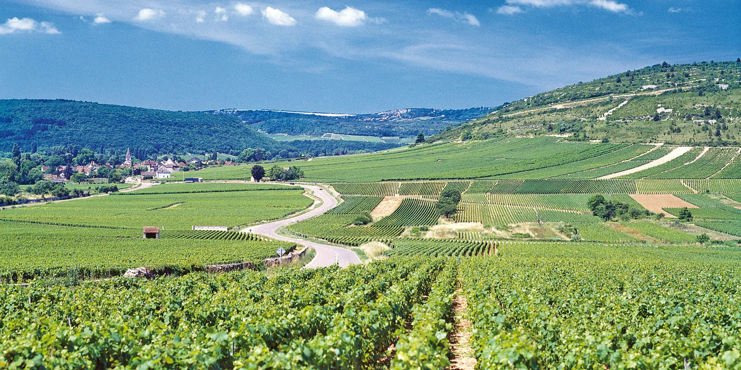 rotwein
