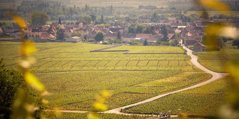 Domaine Belicard Pernot