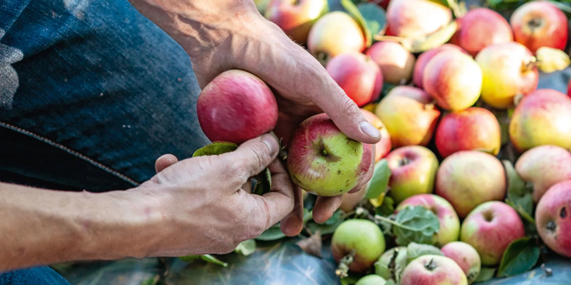 Mosterei Oswald und Ruch
