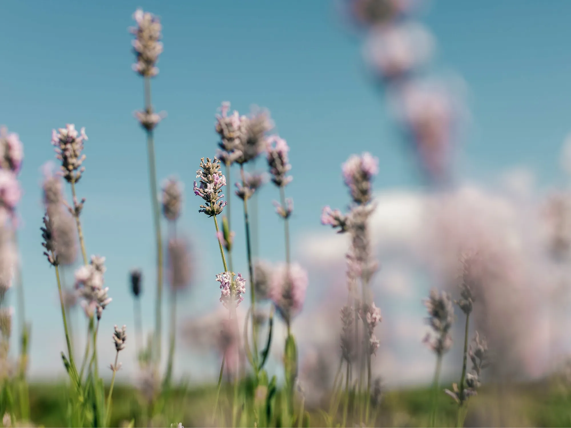 «La vie en Rosé»: Exklusive Rosé mit 10% Rabatt.