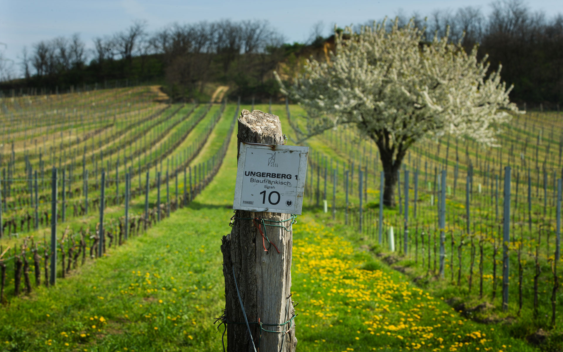 Die Top-Lage Ungerberg