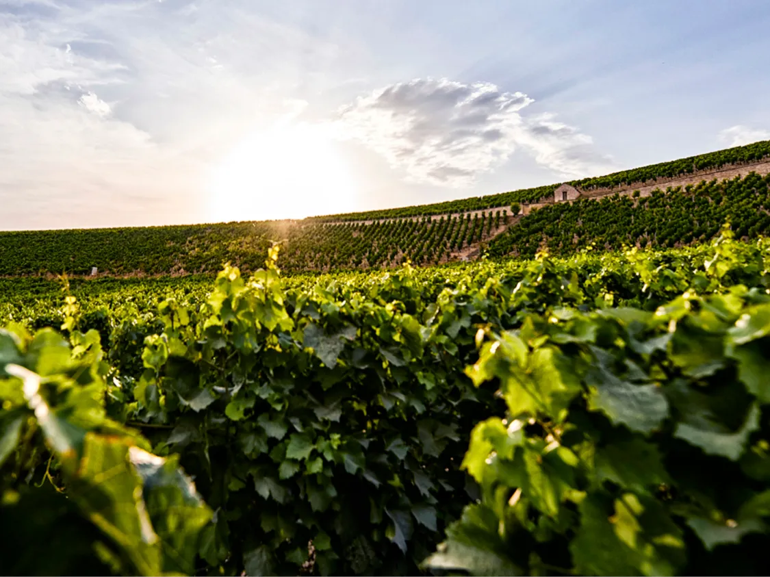 Weinpassion Burgund 2023.