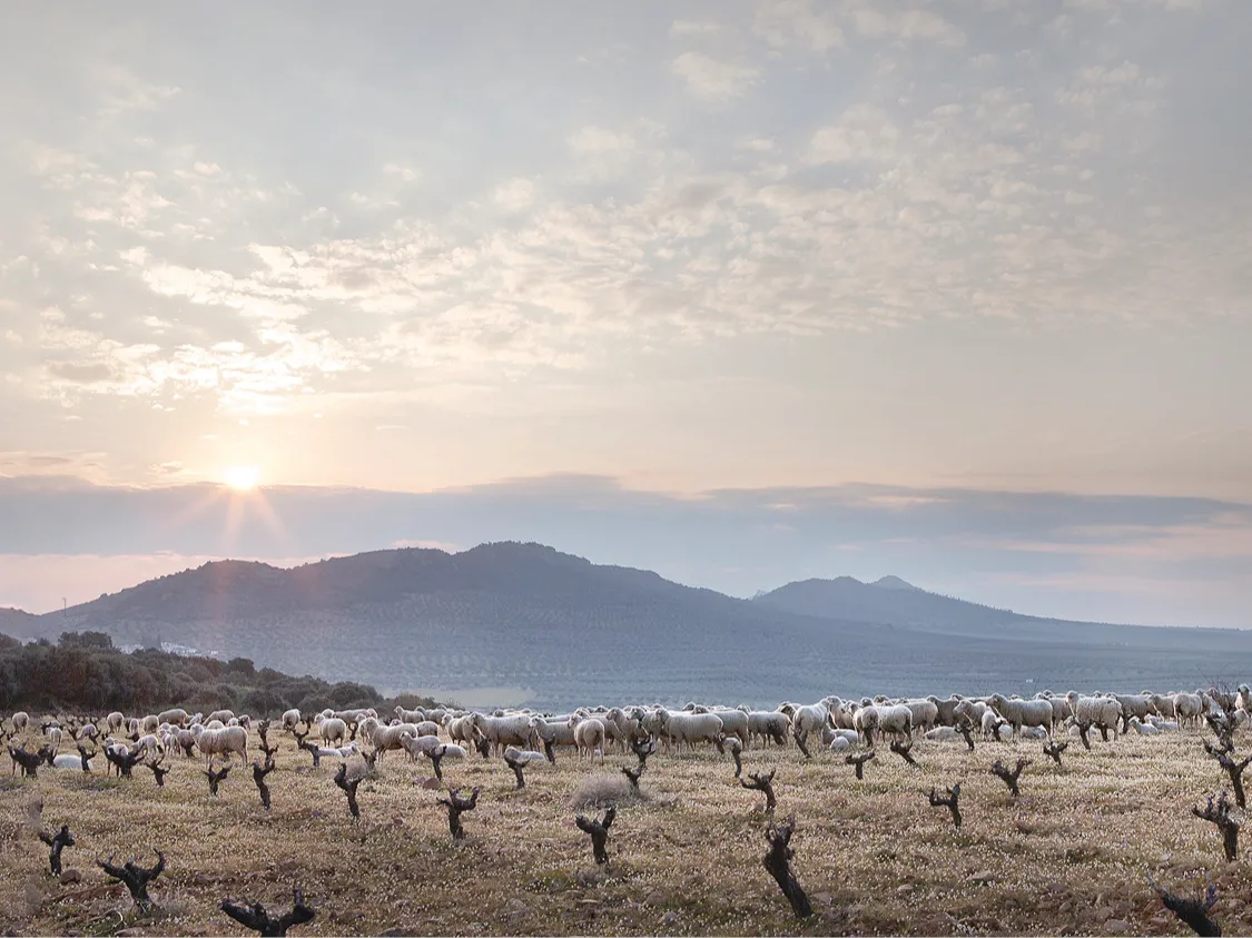 Weinpassion für Spanien und Portugal.