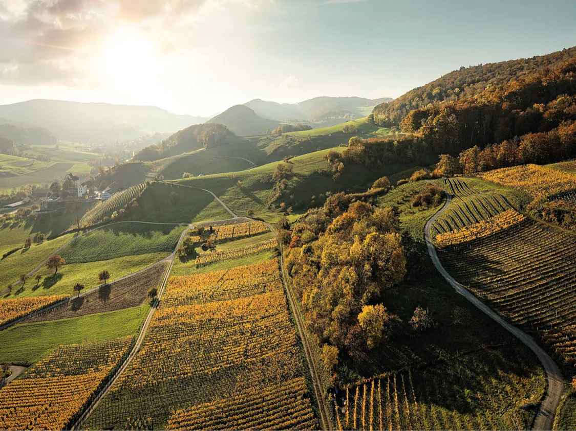 Weinpassion für die Schweiz.