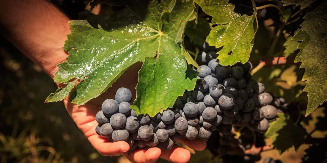 L'Ambroisie du Chateau la Croix des Moines