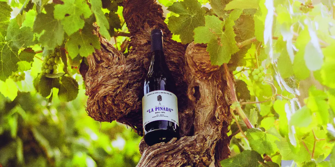 Agricola de Vinos La Higuera