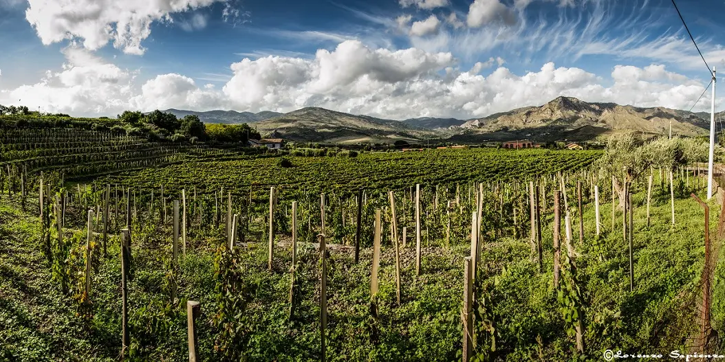 Tenuta delle Terre Nere